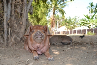 4000-iles-laos(10)