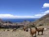 bolivie-bolivia-lac-titicaca-puno-copacabana-isla-del-sol (8).jpg