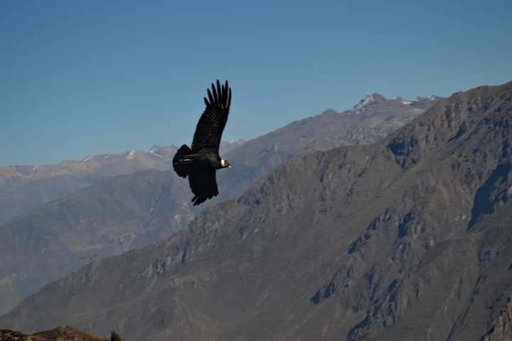 arequipa(20)