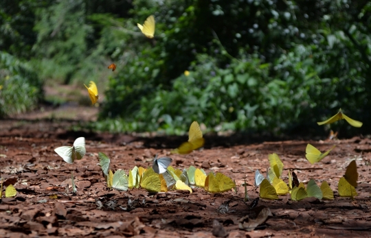 iguazu-19