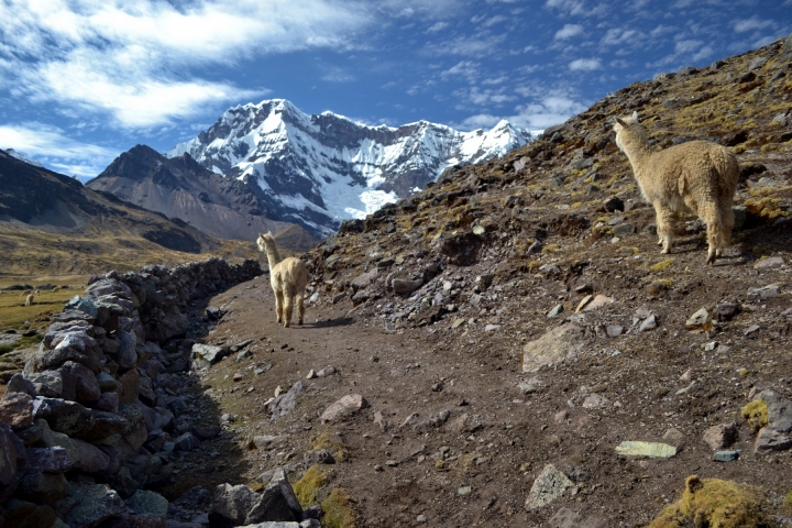 ausangate-cusco(13)