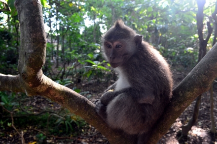 bali-ubud-batur-agung(5)