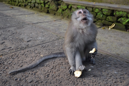 bali-ubud-batur-agung(6)