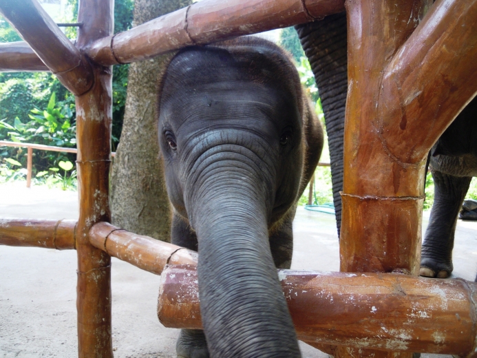 thailande-chiang-mai-rai-(29)