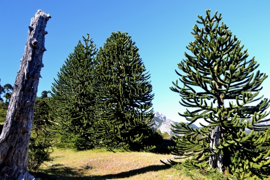 huerquehue-villarrica-traverse-11