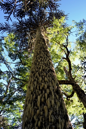 huerquehue-villarrica-traverse-27