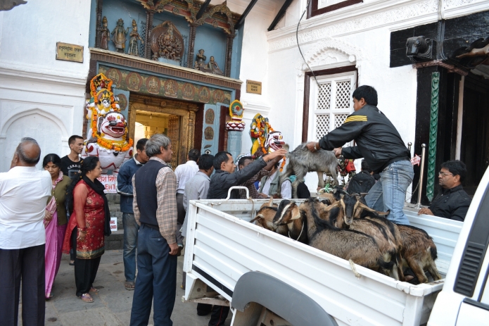 katmandou-temple-monkey(8)