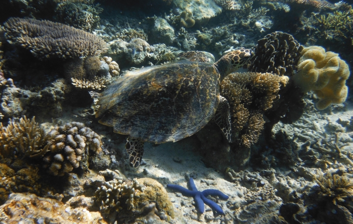 komodo(1)