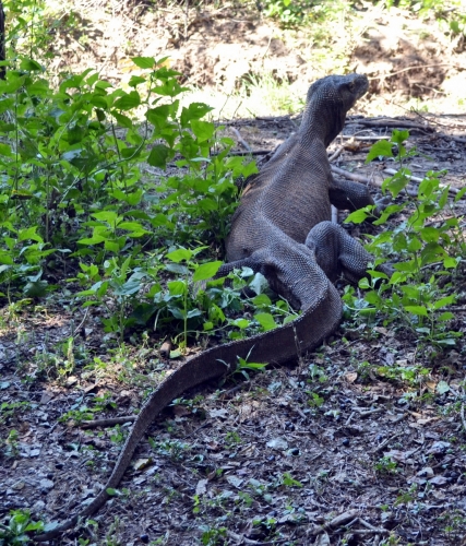 komodo(12)