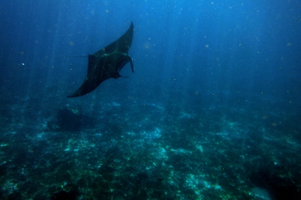 komodo(26)