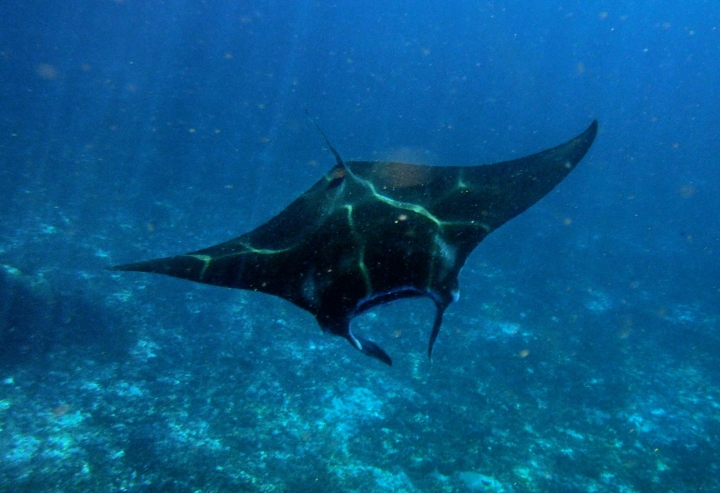 komodo(27)