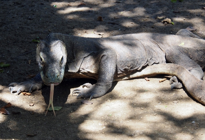 Komodo