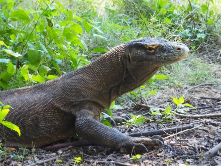 Komodo