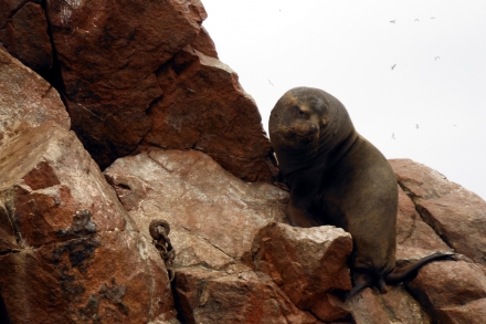 lima-paracas-ica-(20)