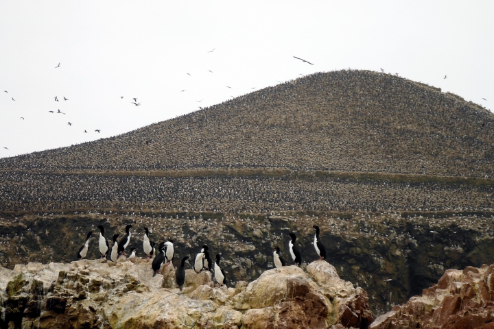 lima-paracas-ica-(21)