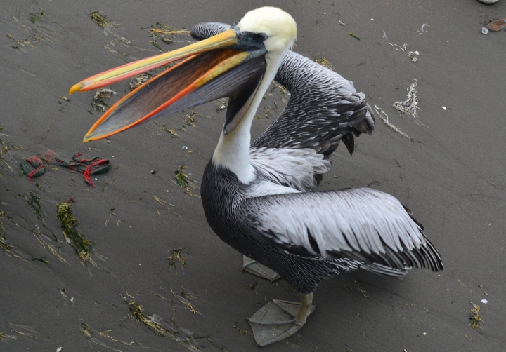 lima-paracas-ica-(23)