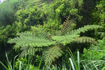 indonesie-yodgakarta-merapi(21)