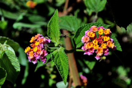 salkantay-macchu(34)