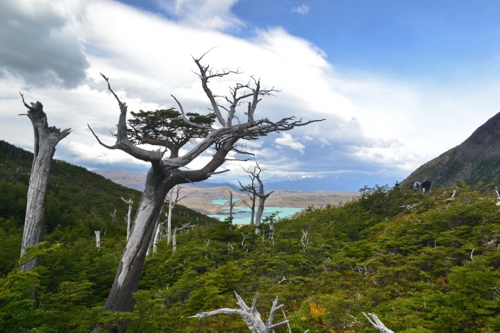 torres-del-paine-moreno19