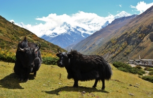 Tour-des-annapurna-(5)