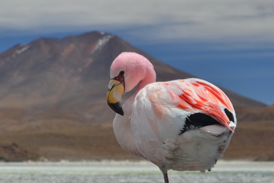 uyuni-41