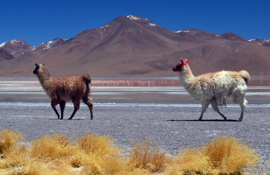 uyuni-65